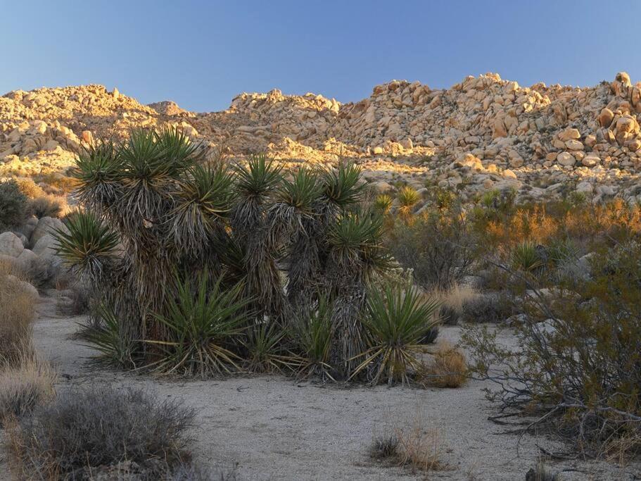 Panoramic Heaven - Luxury Designer Property W Spa Joshua Tree Eksteriør bilde